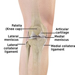 Knee Overview